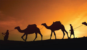 Riding a Camel in Marrakech